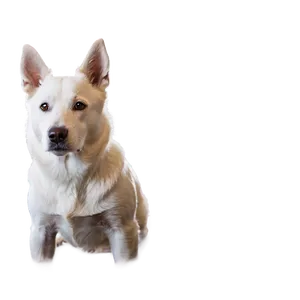 White Dog Close Up Png 47 PNG image