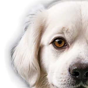 White Dog Close Up Png 95 PNG image