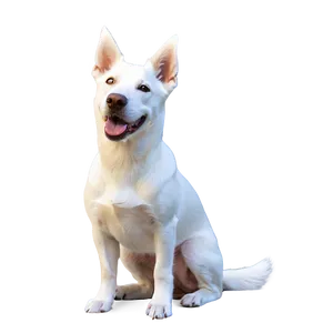 White Dog D