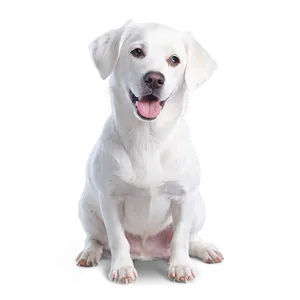 White Dog In Costume PNG Yjr38 PNG