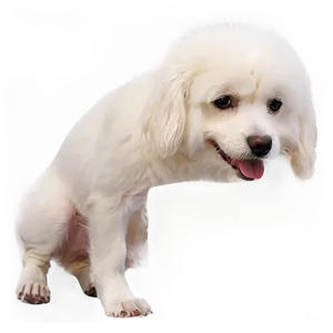 White Dog In Sunset PNG 99 PNG