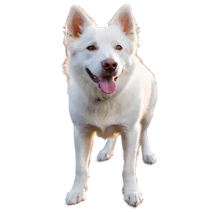 White Dog In Sunset PNG Xrf49 PNG