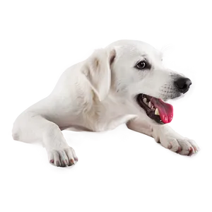 White Dog Licking PNG 93 PNG