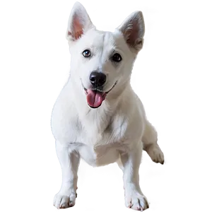 White Dog Licking PNG Rfr74 PNG