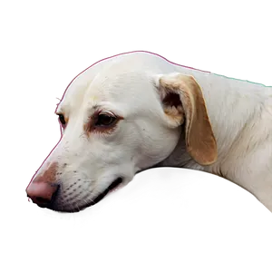 White Dog Nose Profile Png 56 PNG image