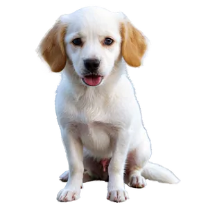 White Dog On Adventure PNG 59