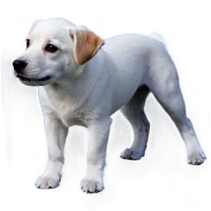 White Dog Transparent PNG Ksp