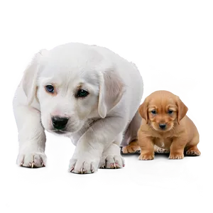 White Dog With Puppies Png 06262024 PNG image