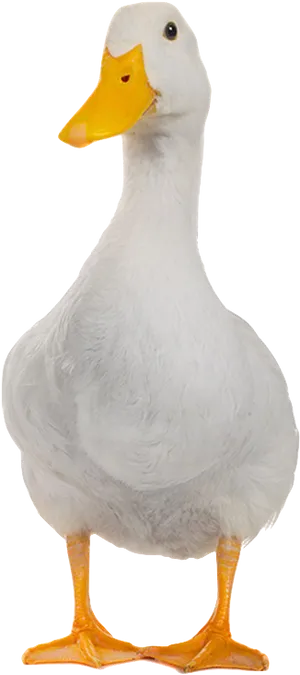 White Domestic Duck Portrait