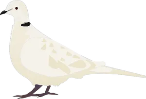 White Dove Illustration