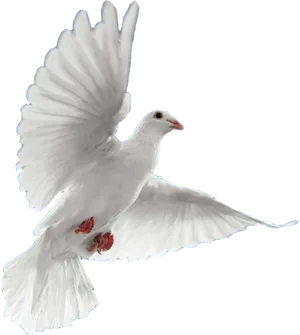 White Dove In Flight Black Background PNG image