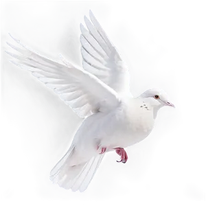 White Dove PNG Sin