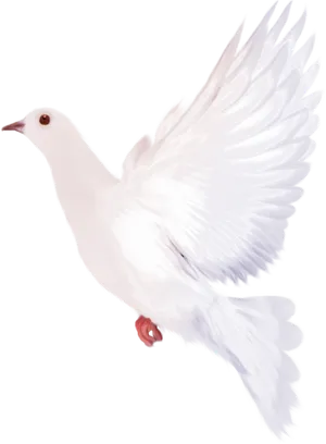 White Dovein Flight Black Background