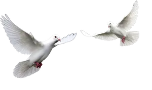 White Dovesin Flight PNG image