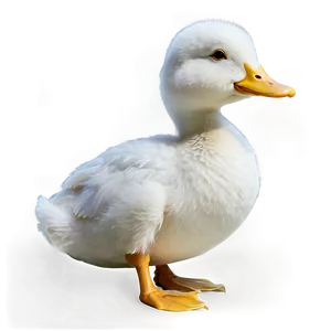 White Duck Png 68 PNG image