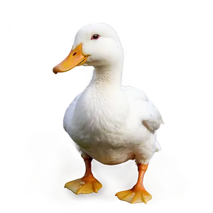 White Duck PNG 73