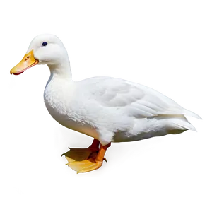 White Duck PNG Dba