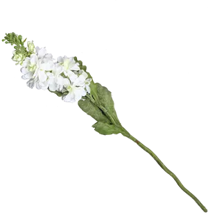 White Floral Sprigon Black Background PNG image