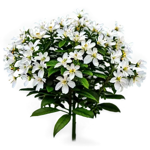 White Flower Bush Png 06122024 PNG image