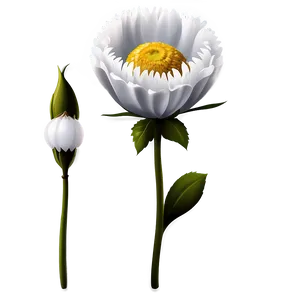 White Flower Clipart PNG Gdl93