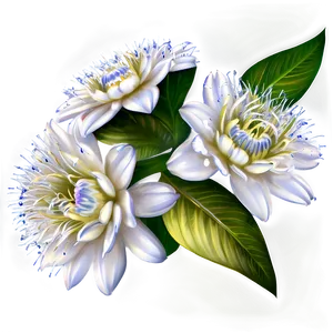 White Flower Cluster PNG 05242024