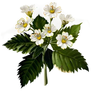 White Flower Cluster PNG Doq62