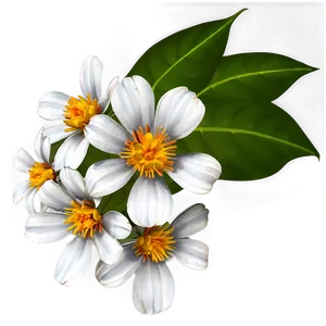 White Flower Cluster PNG Tmn73