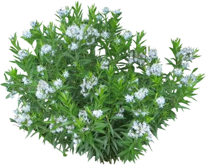 White Flower Clusteron Black Background.jpg PNG image
