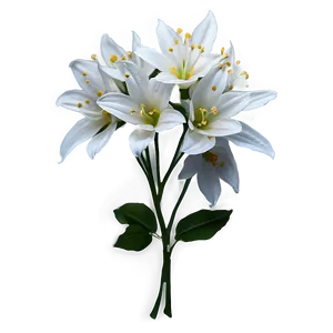 White Flower Graphic PNG 79 PNG