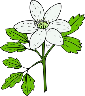 White Flower Green Leaves Vector Illustration PNG image