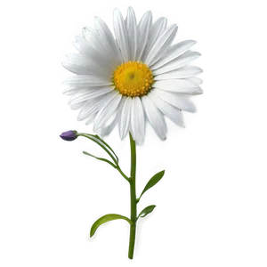 White Flower Outline PNG Tor70