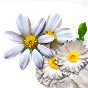 White Flower Petal PNG 36