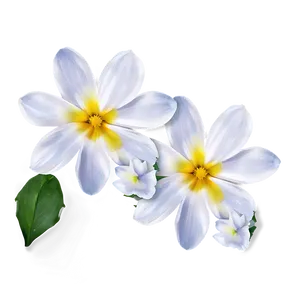 White Flower Petal PNG Cmw13