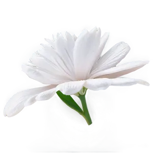 White Flower Petal PNG Vgs