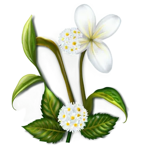 White Flower PNG 50