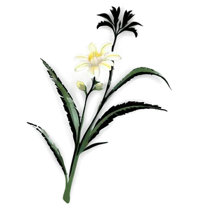 White Flower Silhouette PNG 05242024