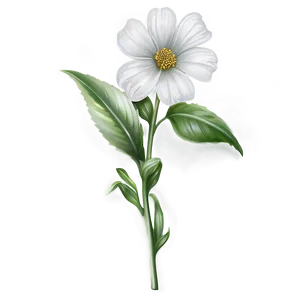 White Flower Sketch PNG Fym83