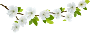 White Flowering Branch Black Background PNG image