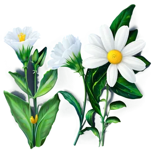 White Flowers Background PNG Kal97