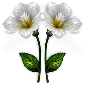 White Flowers Clipart PNG 05242024 PNG
