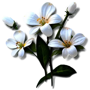 White Flowers Closeup Png 05242024 PNG image