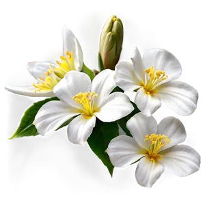 White Flowers Closeup Png 75 PNG image