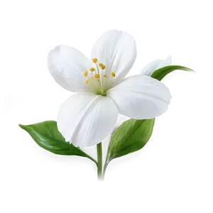 White Flowers Closeup PNG Tly37