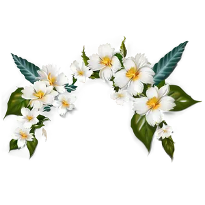 White Flowers Divider PNG Tqp PNG