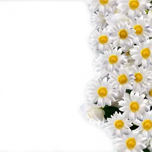 White Flowers Petals PNG 98