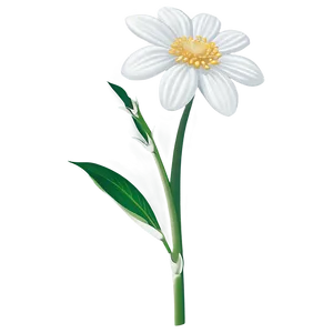 White Flowers Single Stem Png 05242024 PNG image