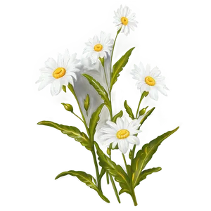 White Flowers Under Sunlight PNG 68