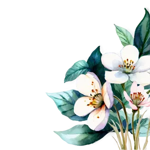 White Flowers Watercolor PNG 05242024