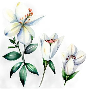 White Flowers Watercolor PNG 24 PNG