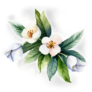 White Flowers Watercolor PNG 87
